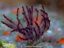 Sabellidae tube worm
Still Life by Cumhur Gedikoglu 